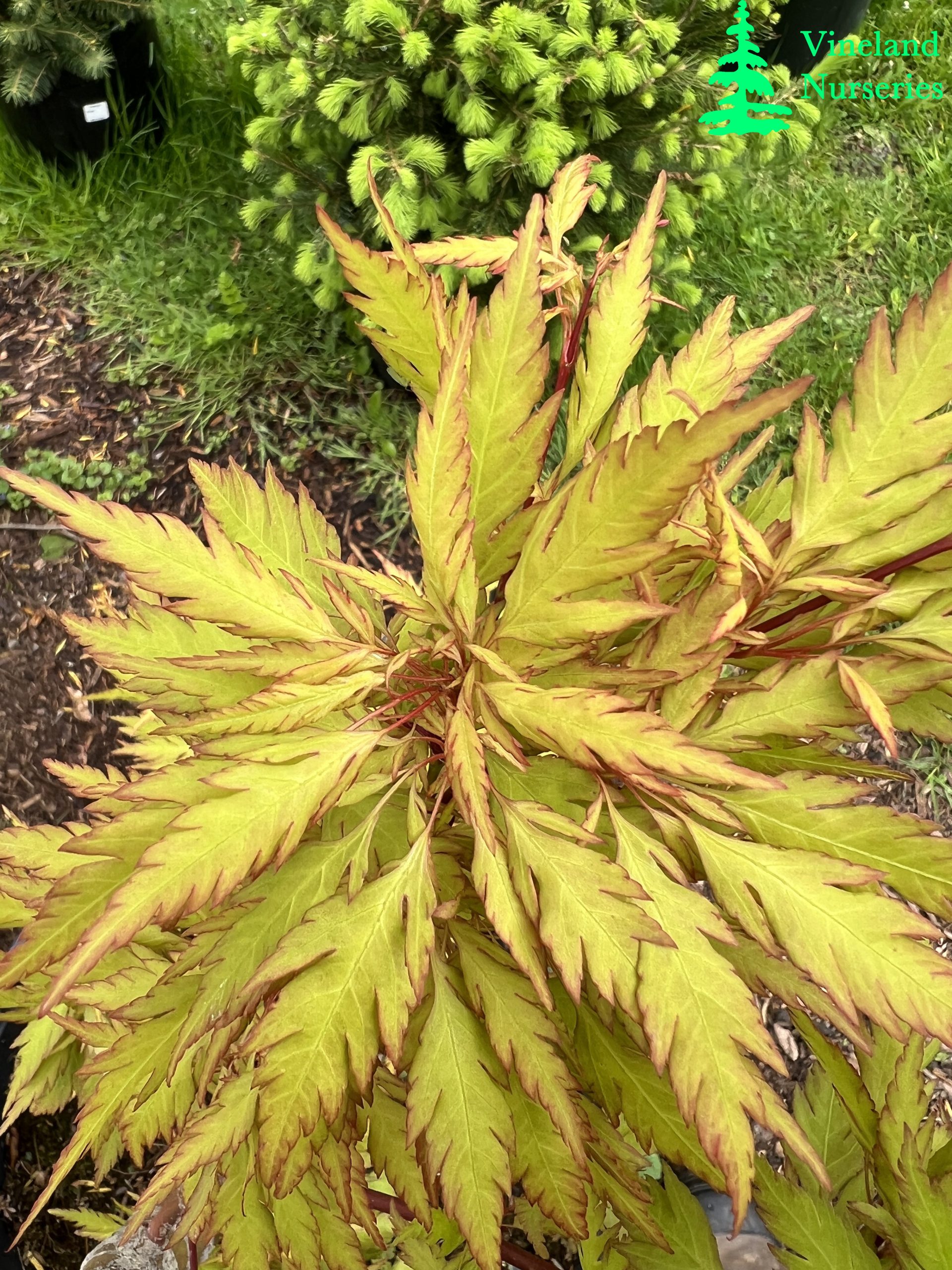 Acer Palmatum Koshimino