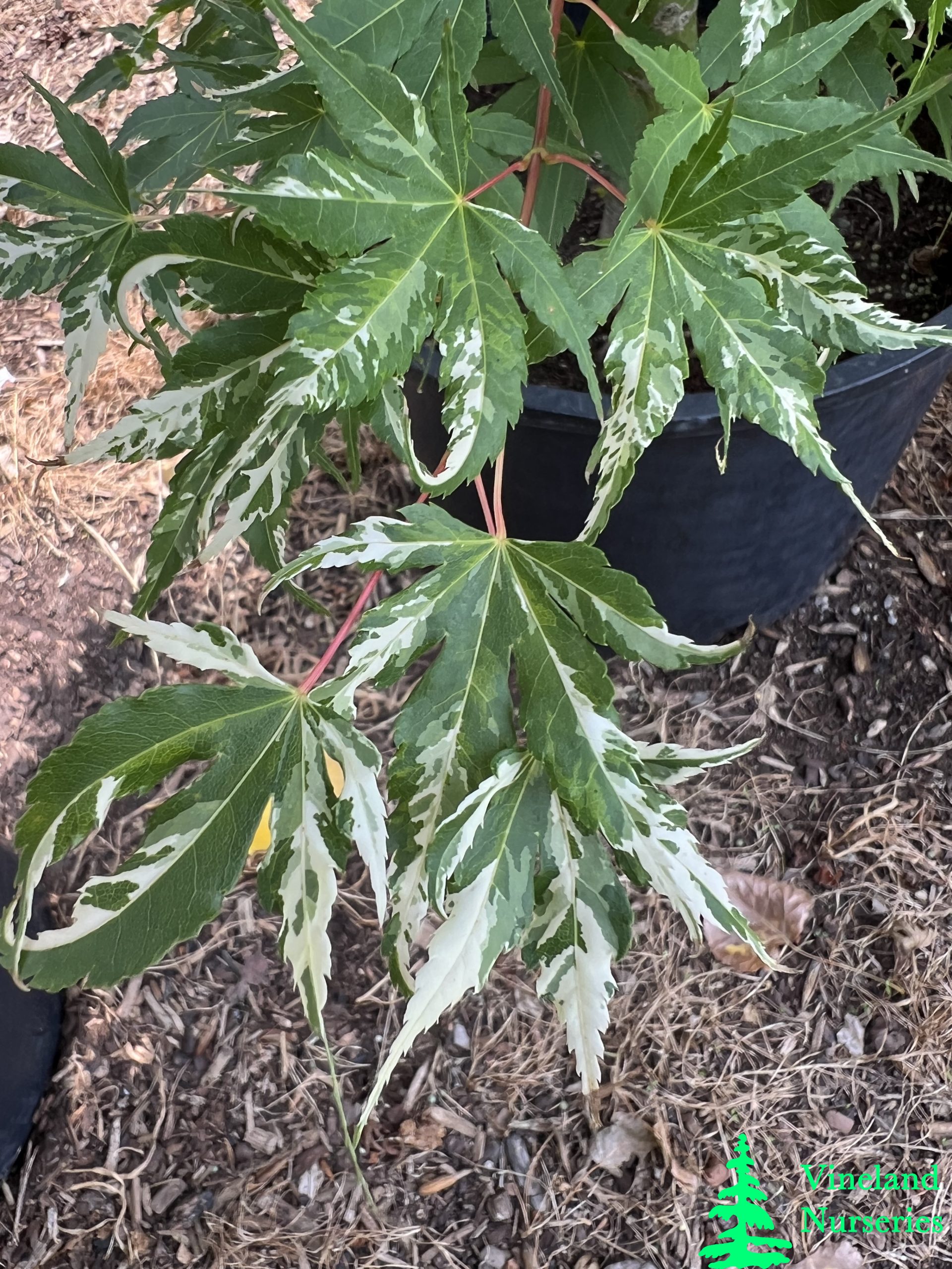 Acer Palmatum Kotobuki 1