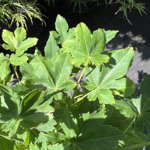 Acer Palmatum Koyamadani Nishiki 2