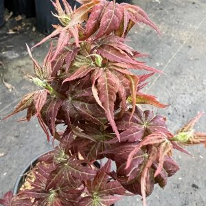Acer Palmatum Kurenai Jishi