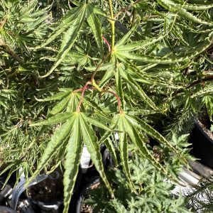 Acer Palmatum Kurui Jishi 1