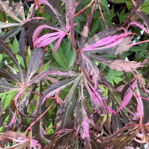 Acer Palmatum Lileeanne's Jewel