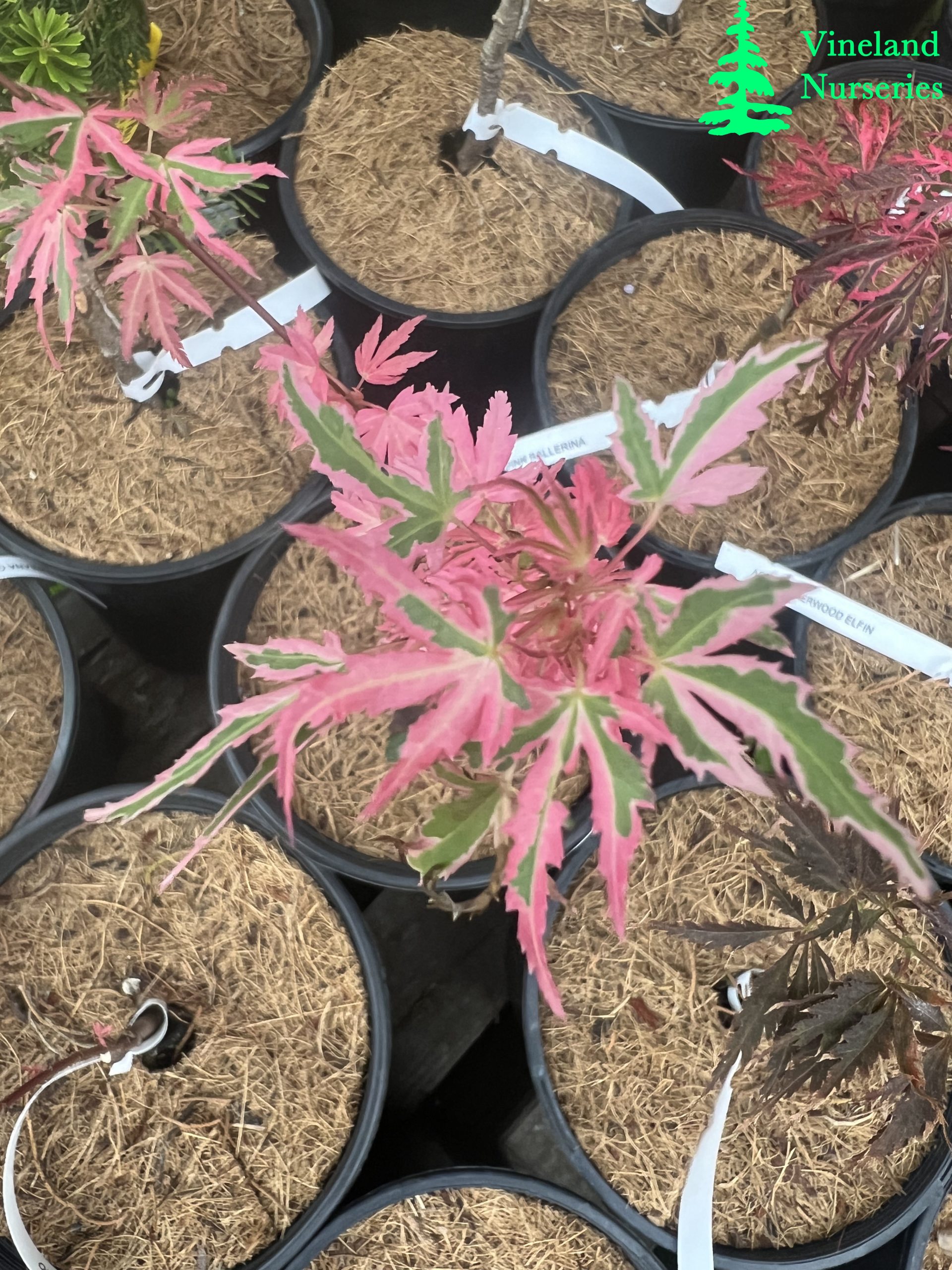 Acer Palmatum Marlo