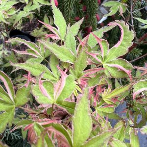 Acer Palmatum Matsugae 2