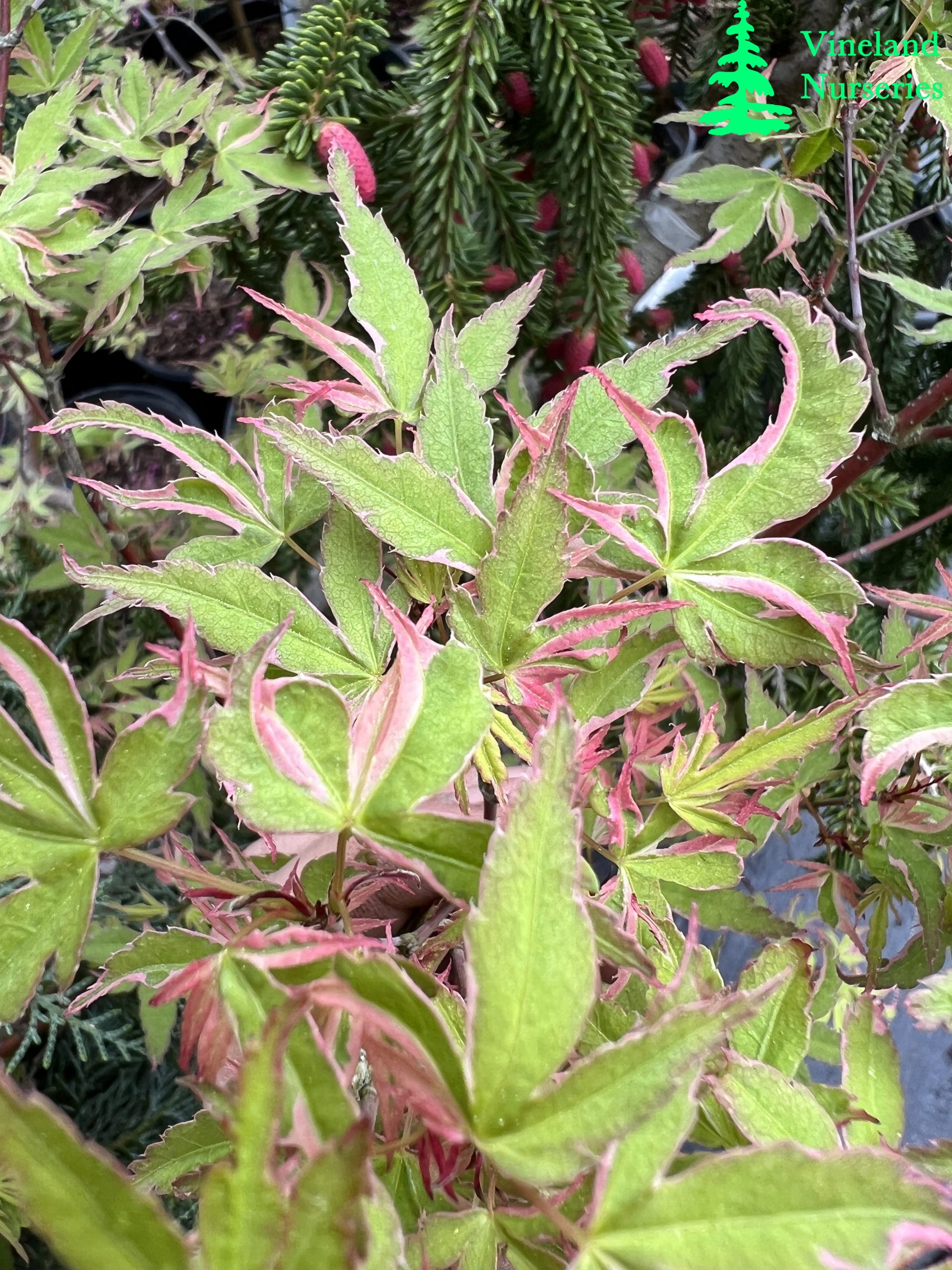 Acer Palmatum Matsugae 2