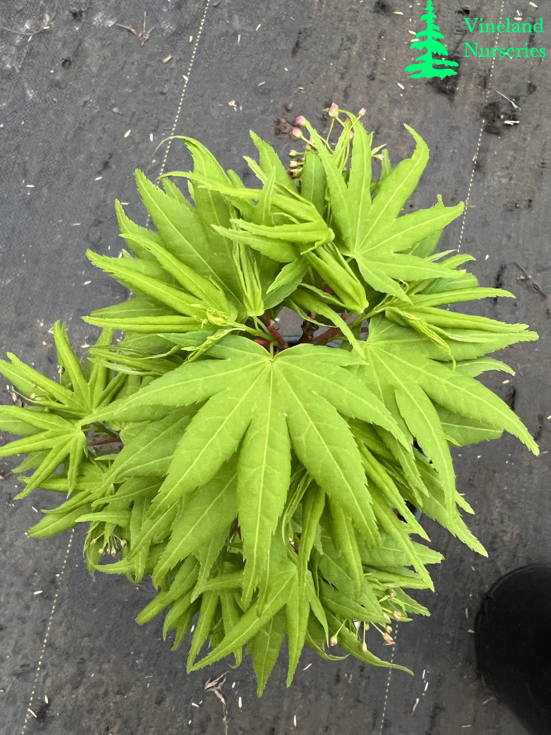 Acer Palmatum Mikawa Yatsubusa