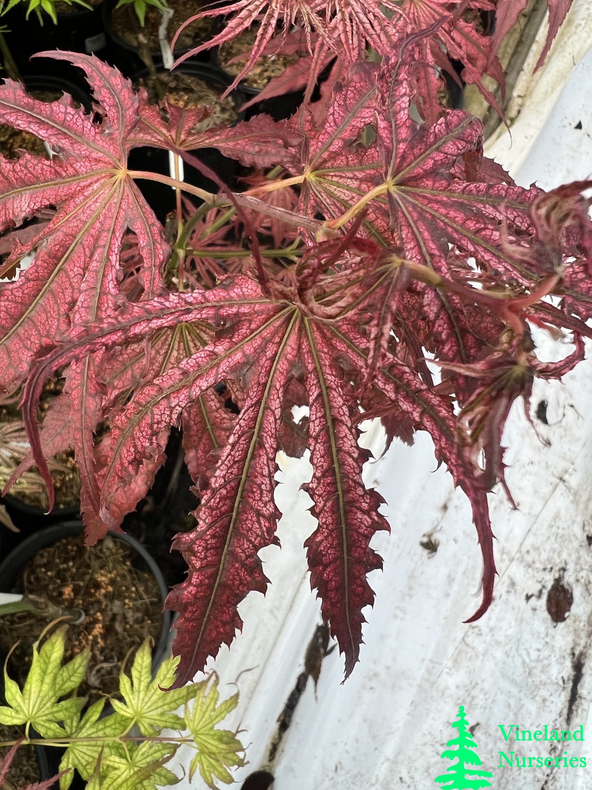 Acer Palmatum Mikazuki 3