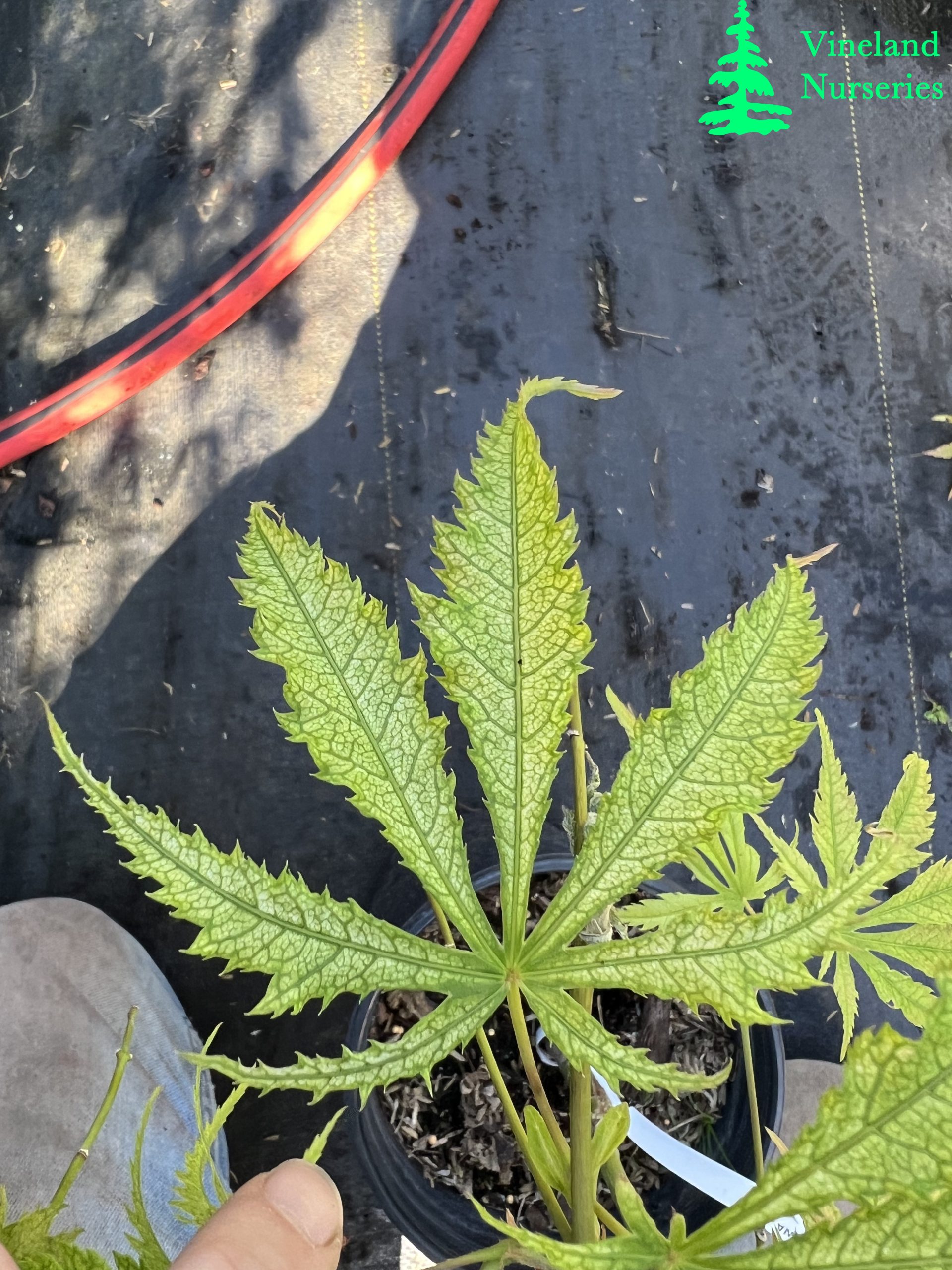 Acer Palmatum Miwa