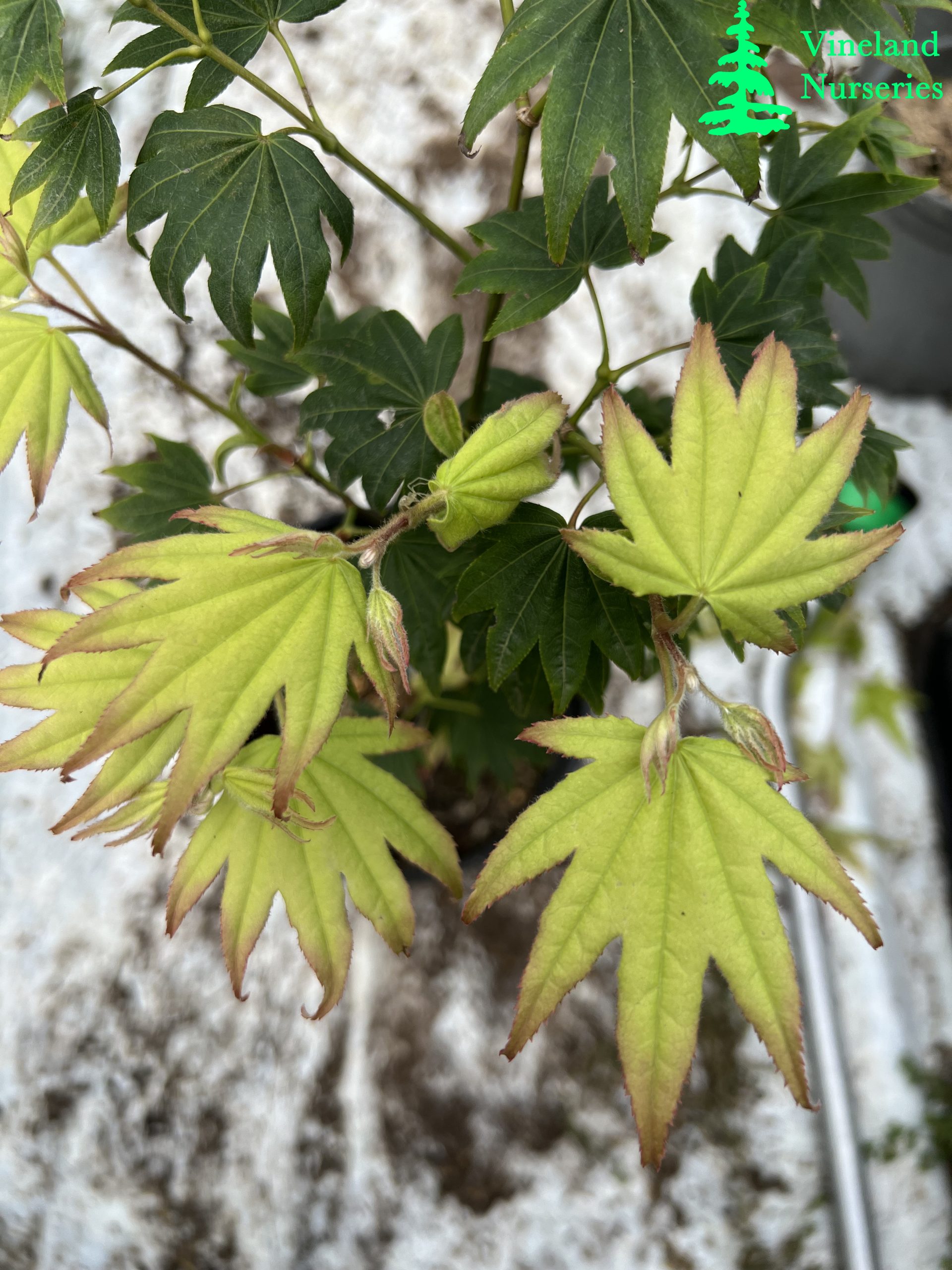 Acer Palmatum Moonshadow