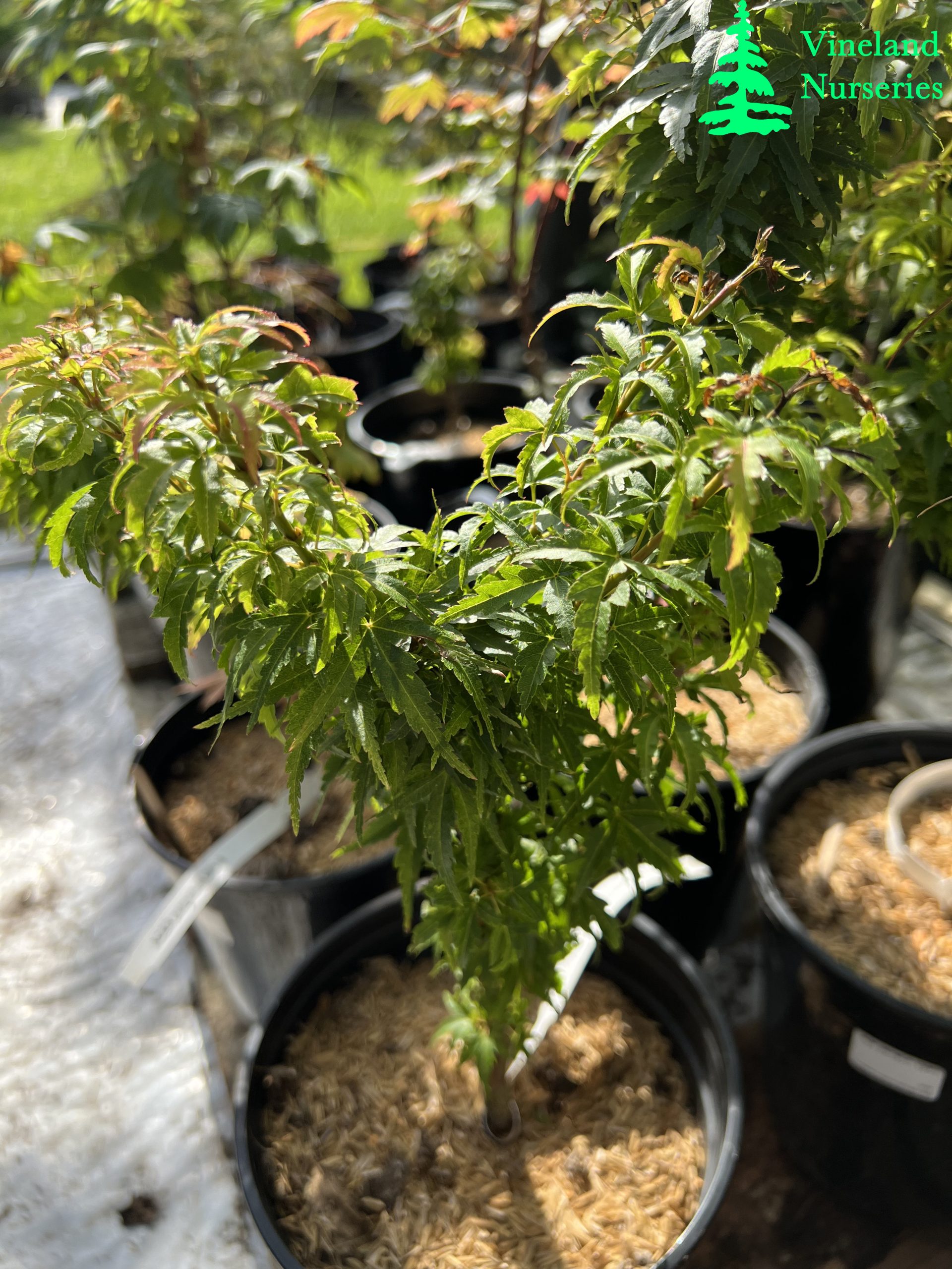 Acer Palmatum O Jishi 2