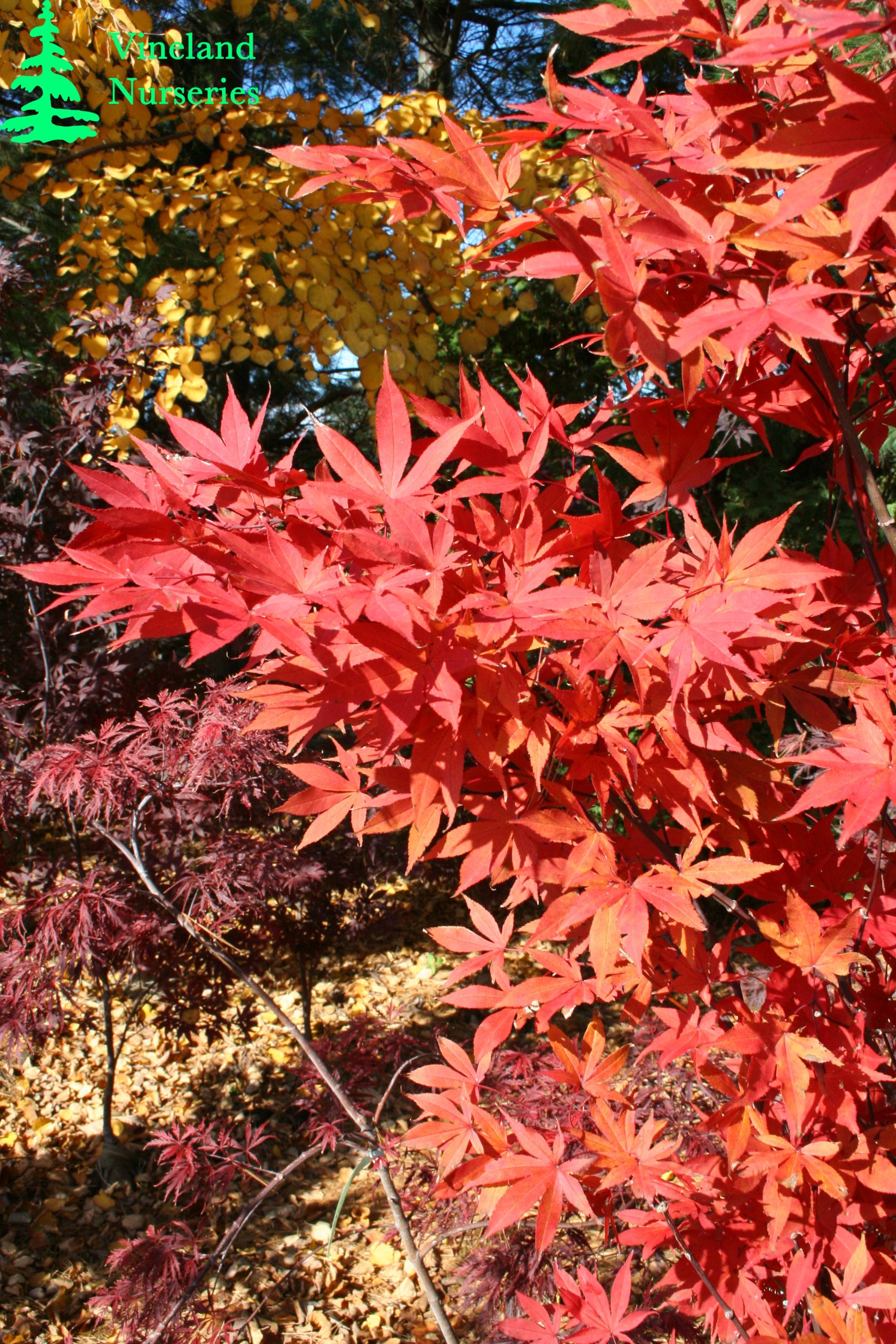 Acer Palmatum Osakazuki 2