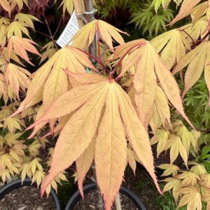 Acer Palmatum Osakazuki