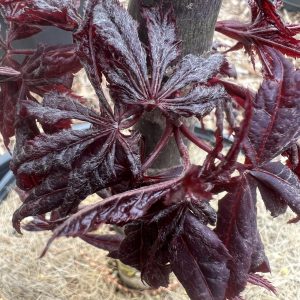 Acer Palmatum Peve Ollie