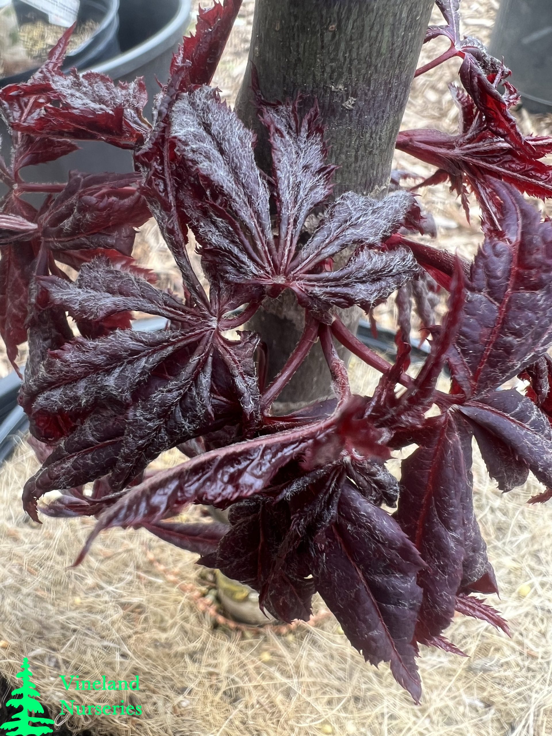 Acer Palmatum Peve Ollie
