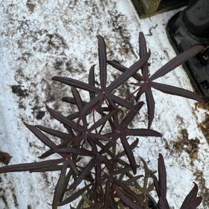 Acer Palmatum Peve Starfish