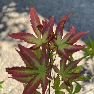 Acer Palmatum Phantom Flame 2