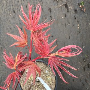 Acer Palmatum Phoenix 2