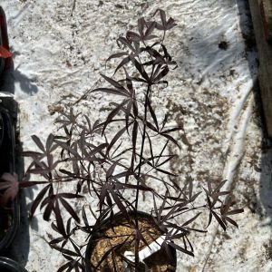 Acer Palmatum Pung Kil