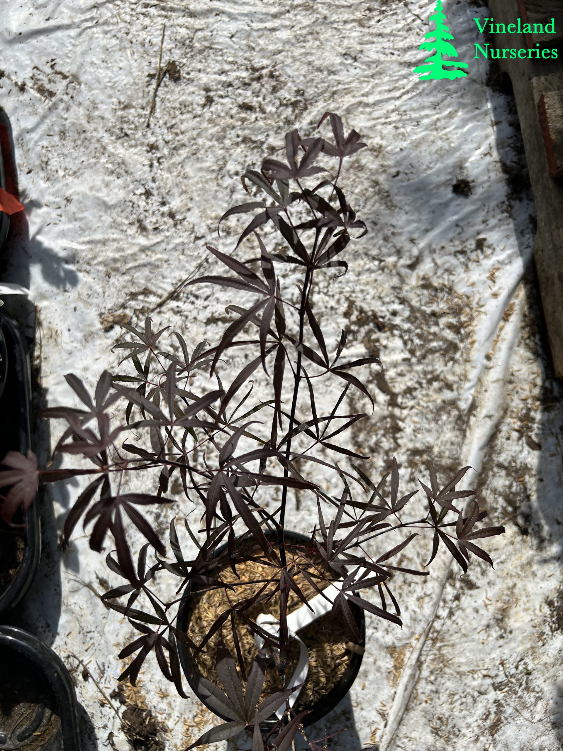 Acer Palmatum Pung Kil