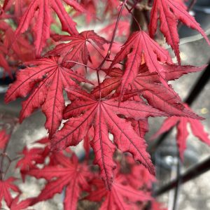 Acer Palmatum Purple Ghost