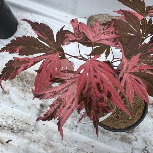 Acer Palmatum Rainbow 2