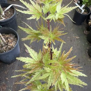 Acer Palmatum Rainy Day 1
