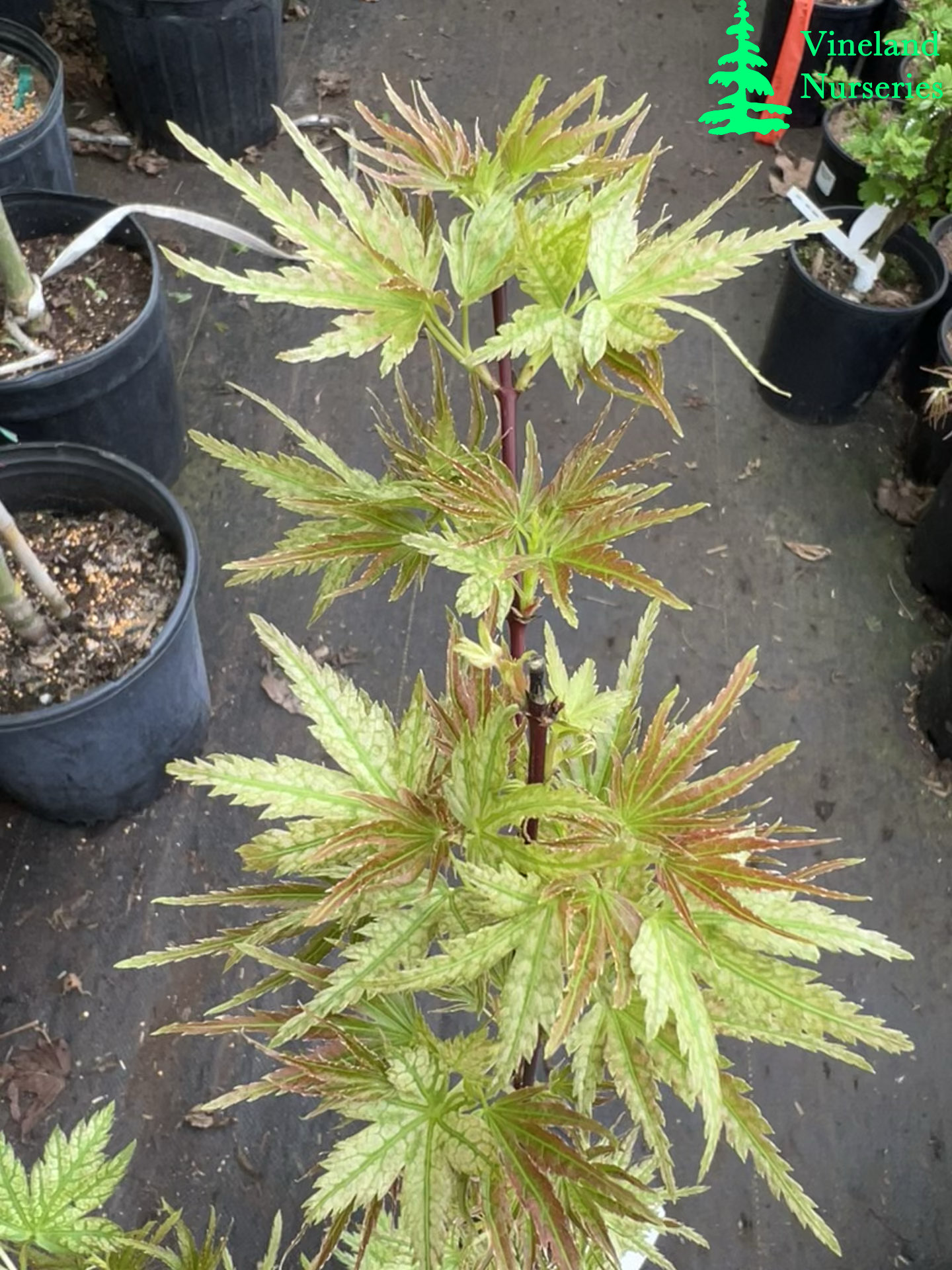 Acer Palmatum Rainy Day 1