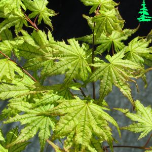 Acer Palmatum Shigitatsu Sawa