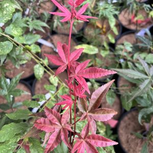 Acer Palmatum Shin Deshojo