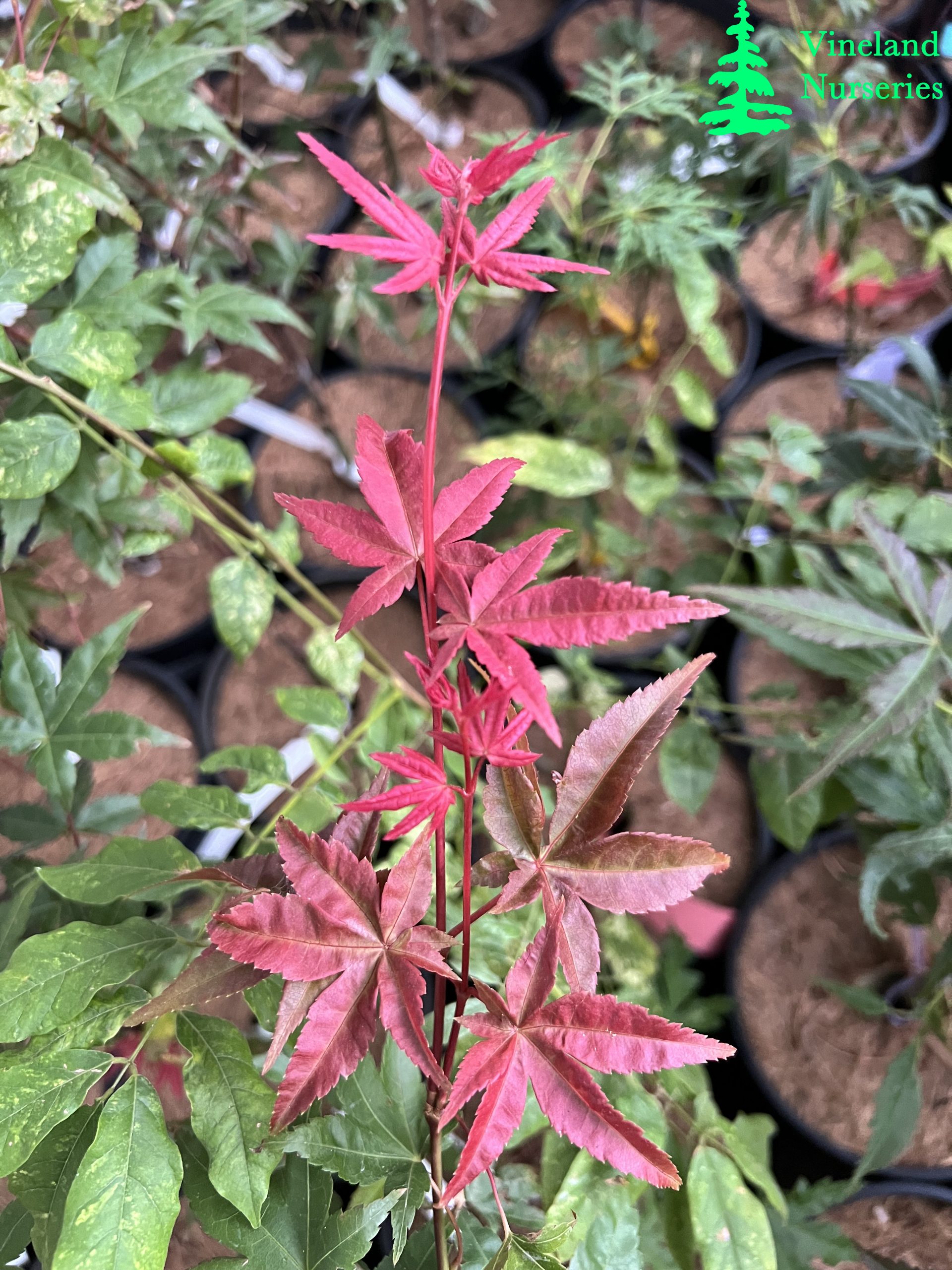Acer Palmatum Shin Deshojo