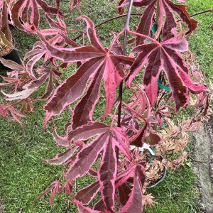 Acer Palmatum Shirazz