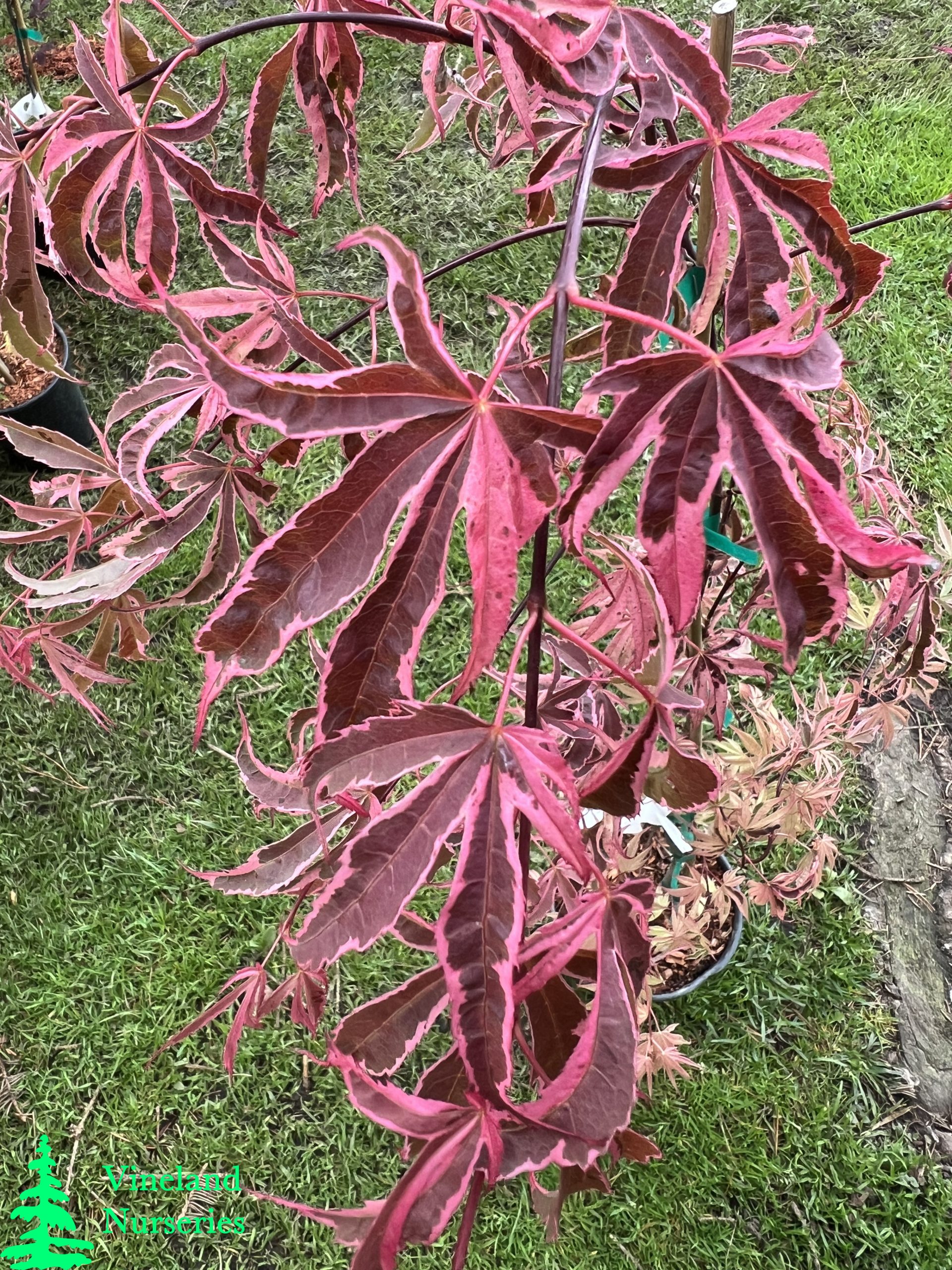 Acer Palmatum Shirazz