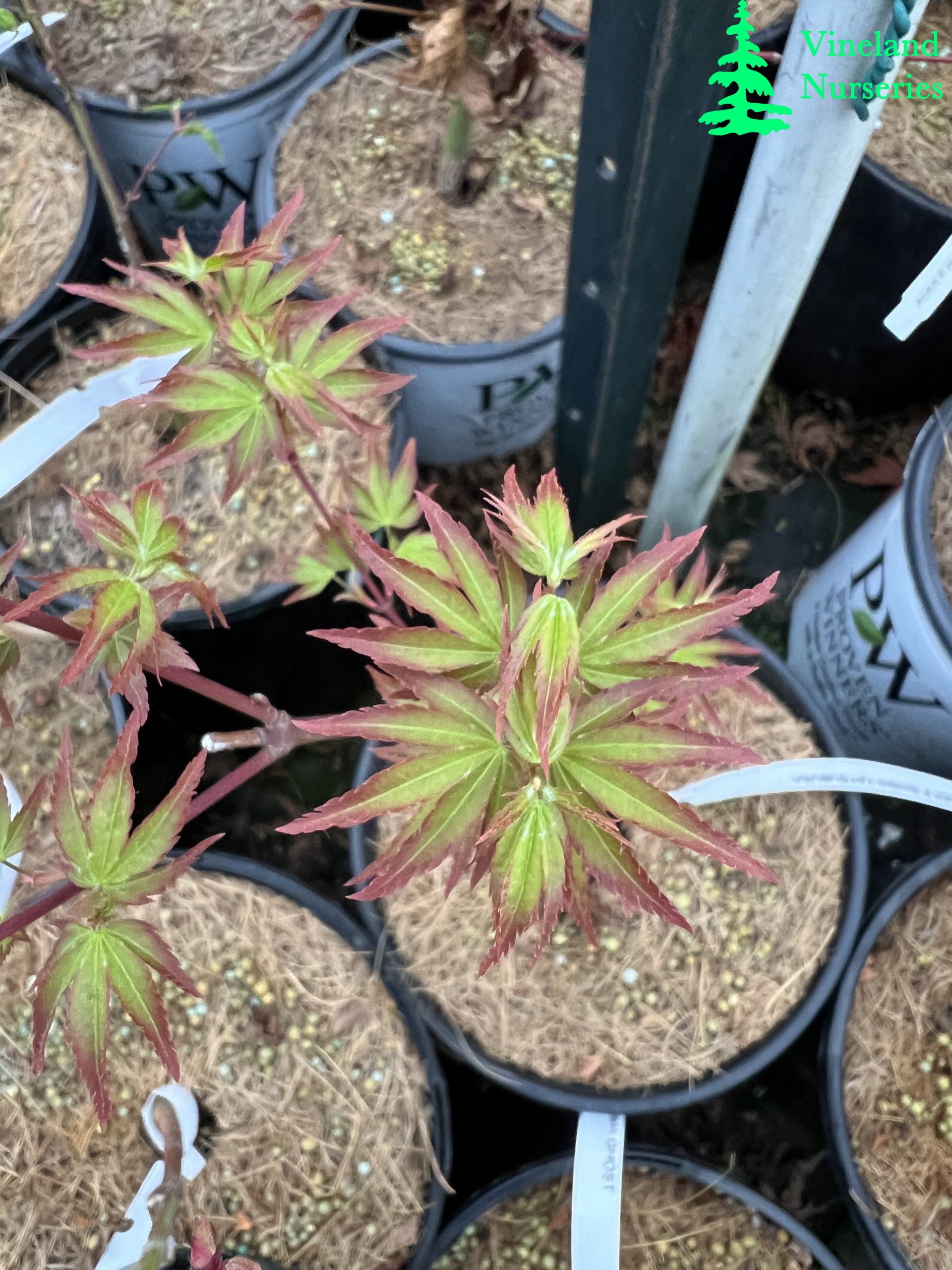 Acer Palmatum Shishi Yatsubusa