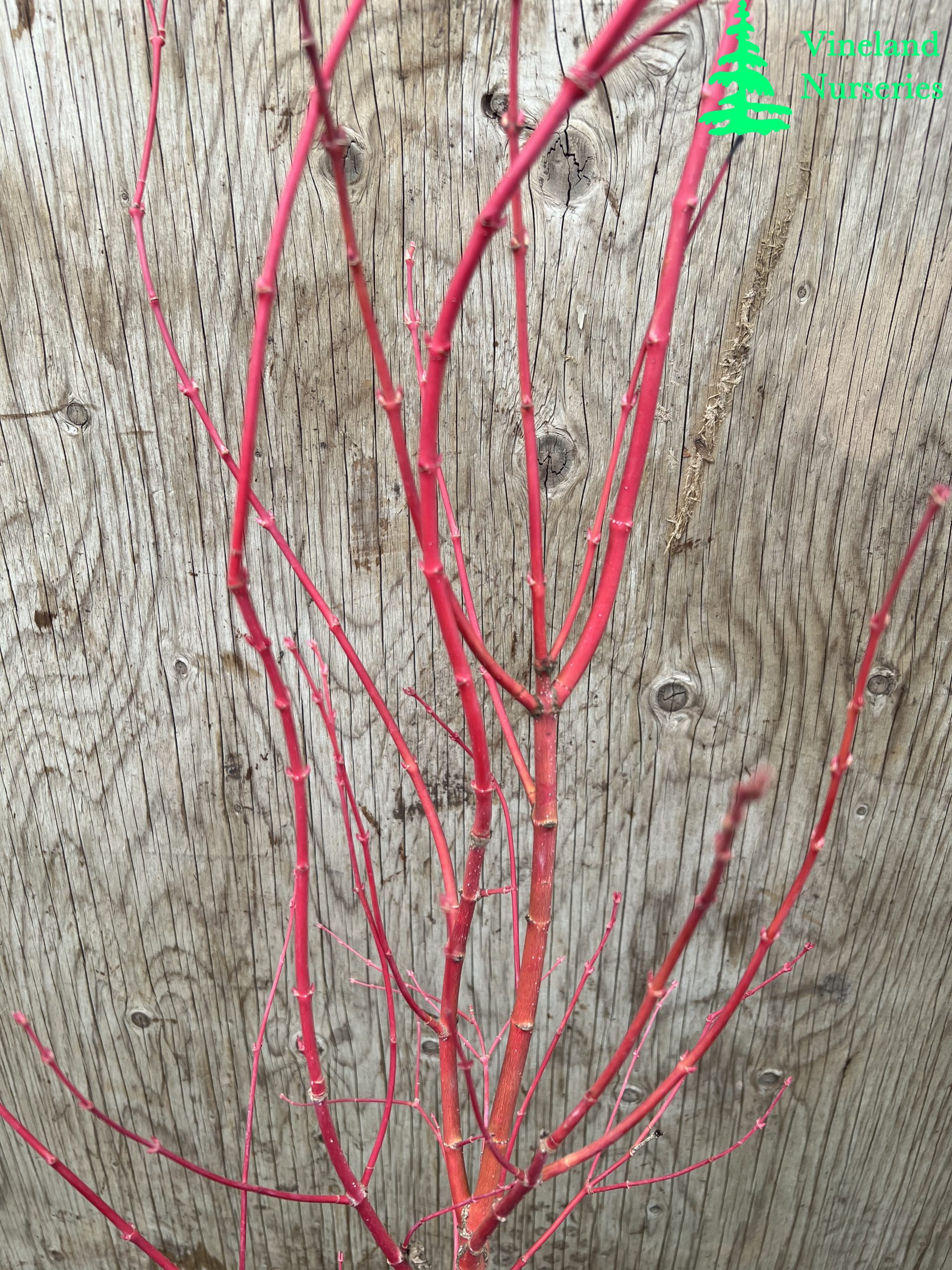 Acer Palmatum Sir Damon 2
