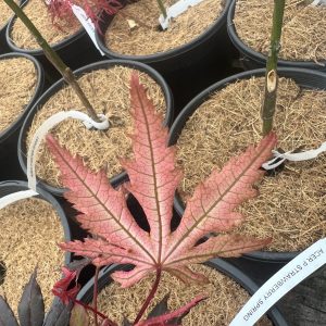 Acer Palmatum Strawberry Spring