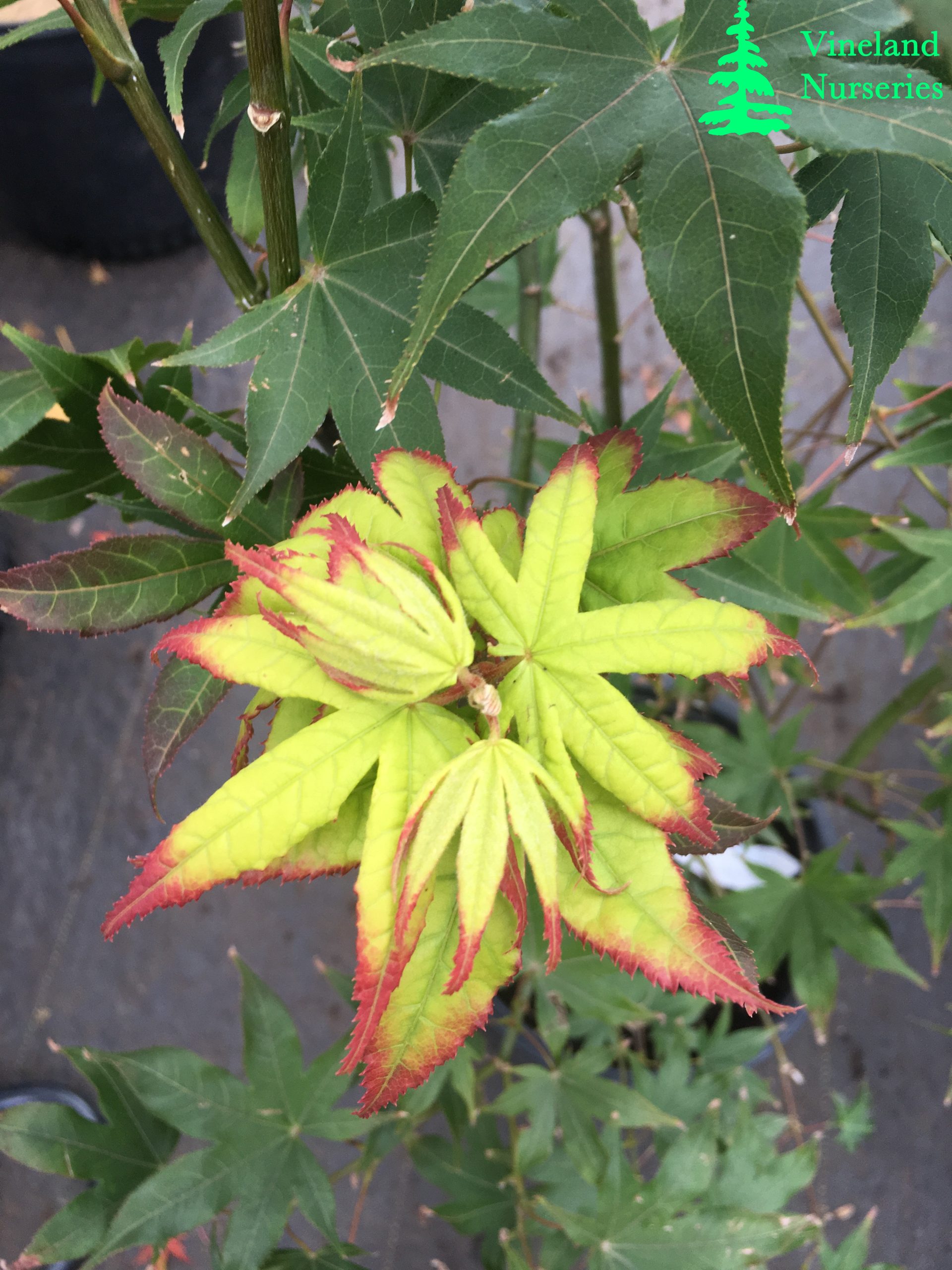 Acer Palmatum Tsuma Gaki
