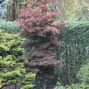 Acer Palmatum Twombly's Red Sentinel