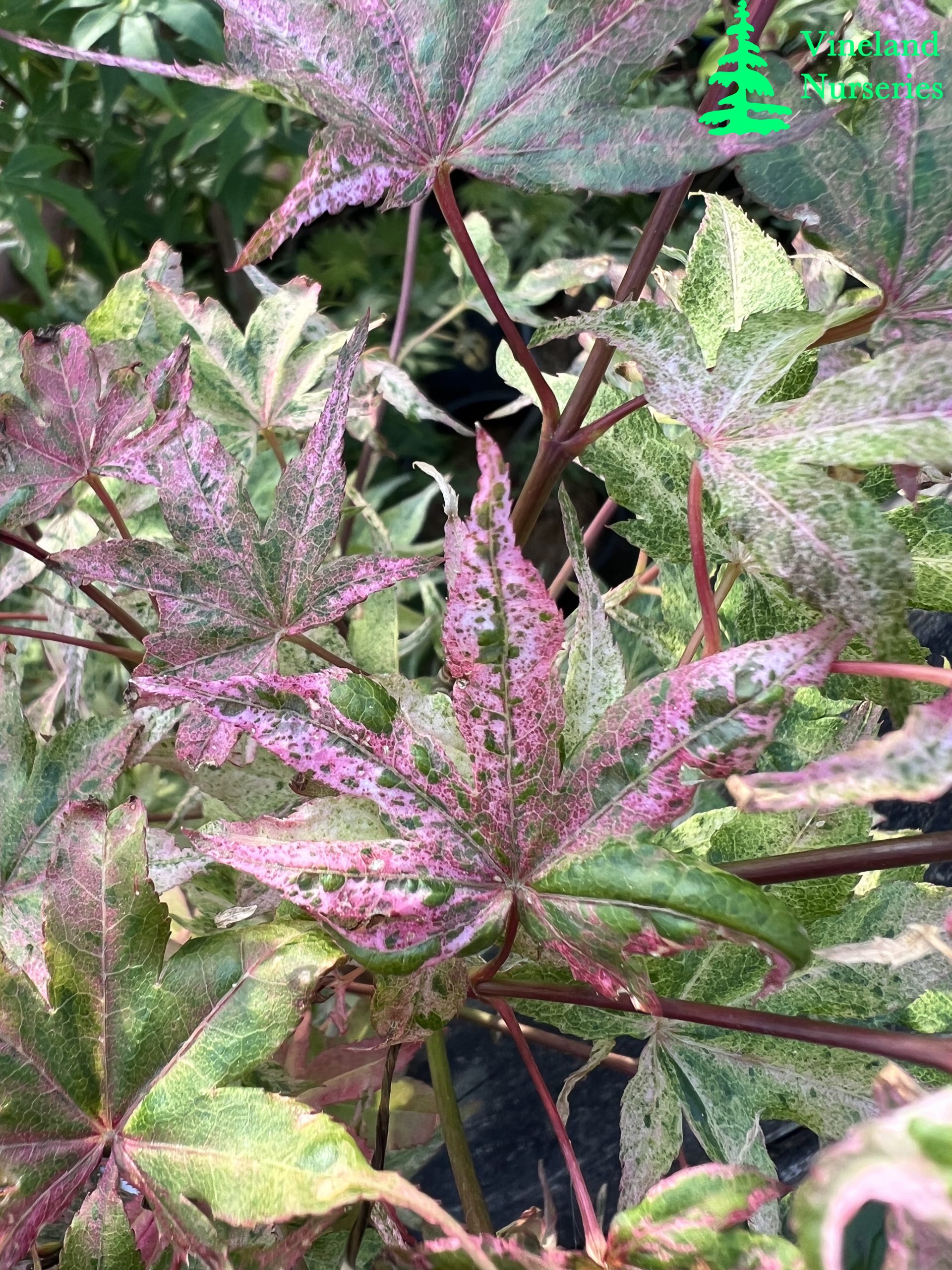 Acer Palmatum Ukigumo 3