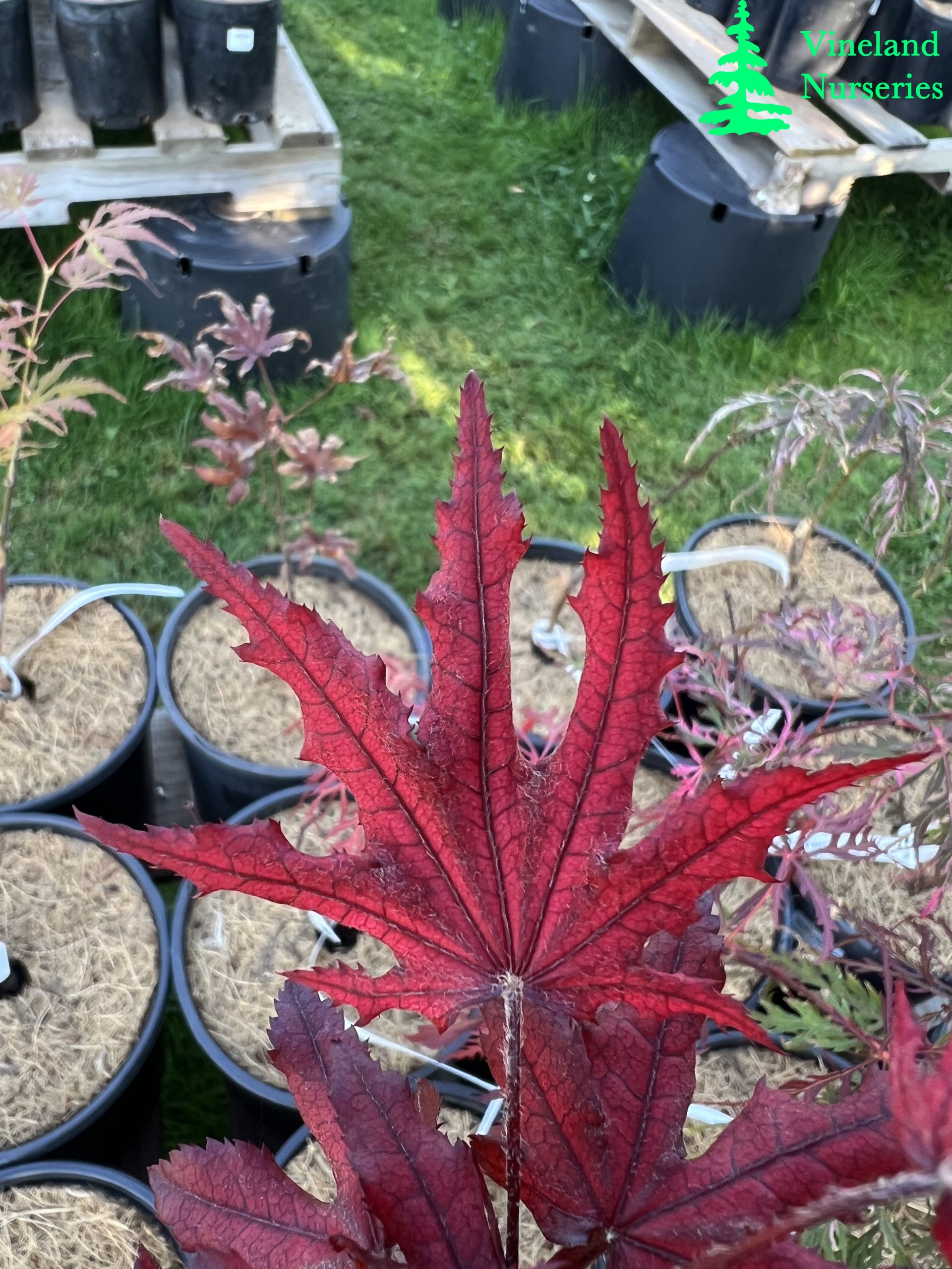 Acer Palmatum Waveleaf 2