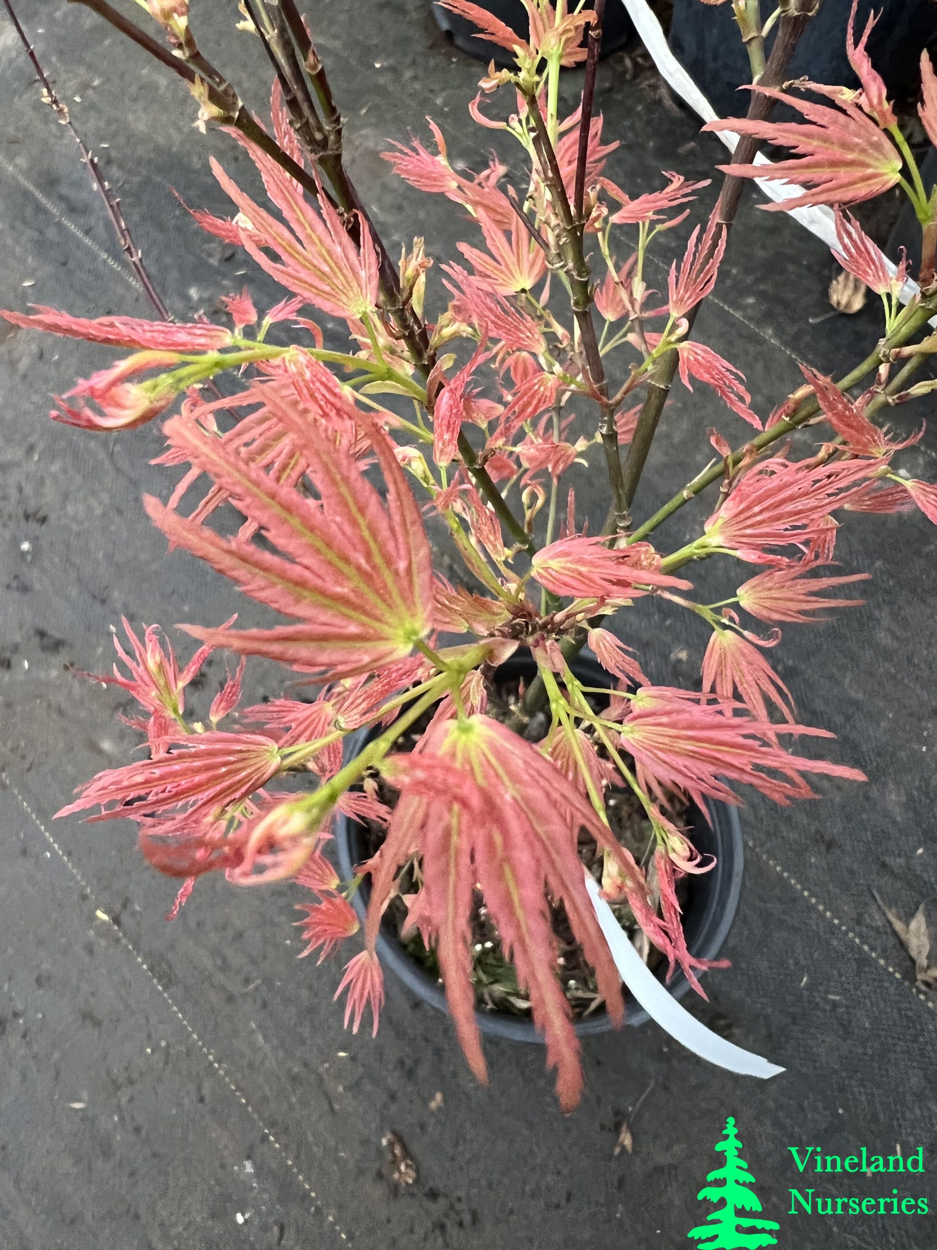 Acer Palmatum Wilson's Pink Dwarf 1