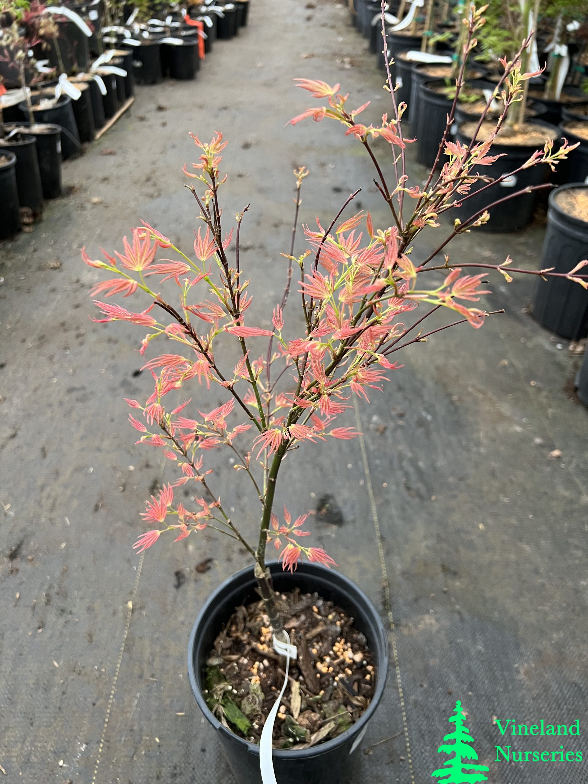 Acer Palmatum Wilson's Pink Dwarf 2
