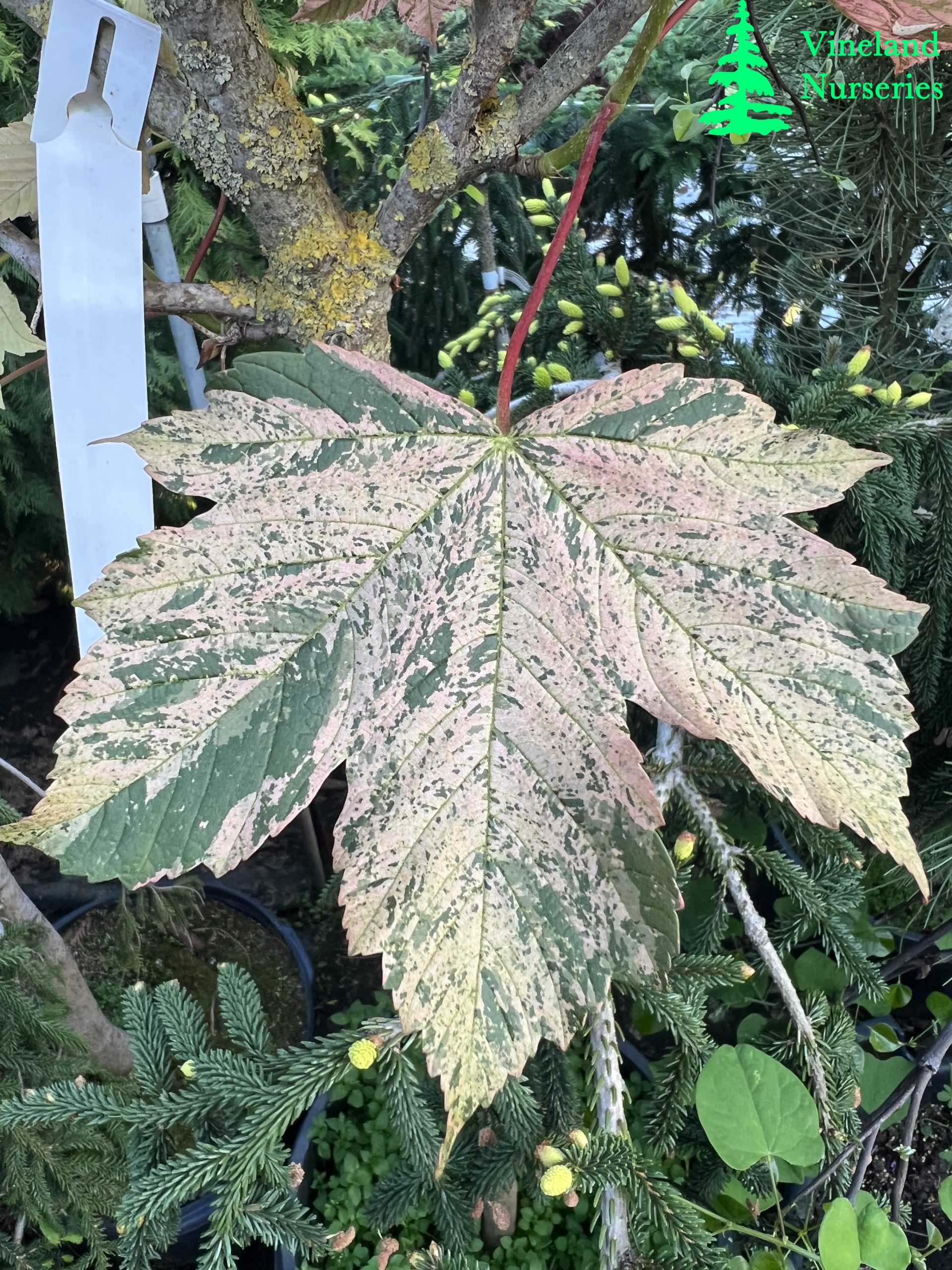 Acer Pseudoplatanus Eskimo Sunset 1