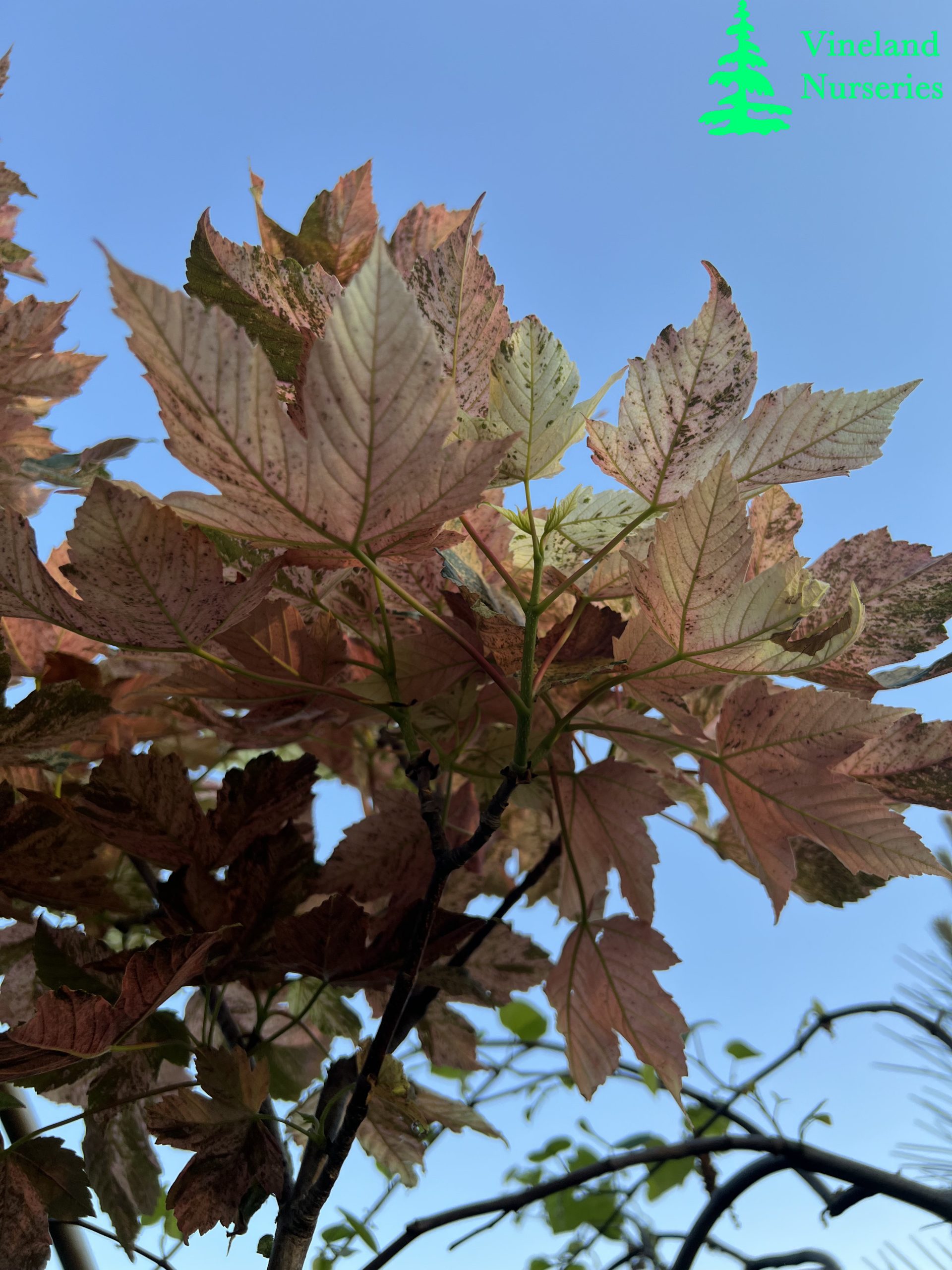 Acer Pseudoplatanus Eskimo Sunset 2