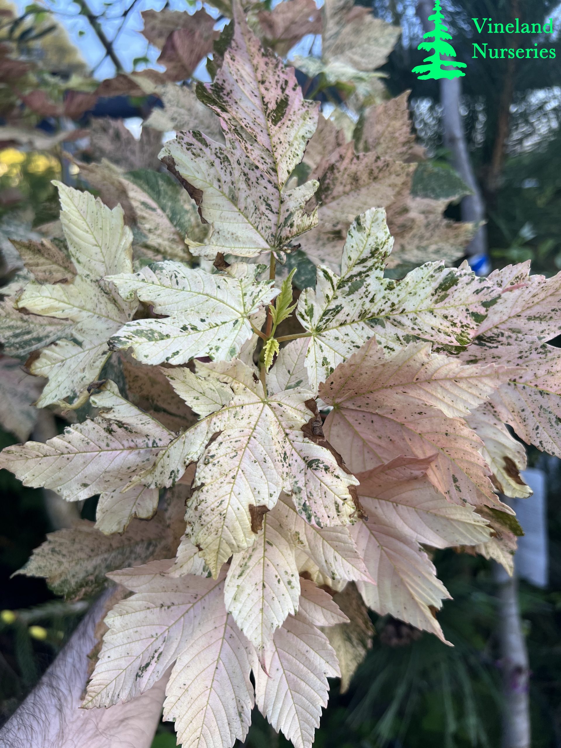 Acer Pseudoplatanus Eskimo Sunset 3