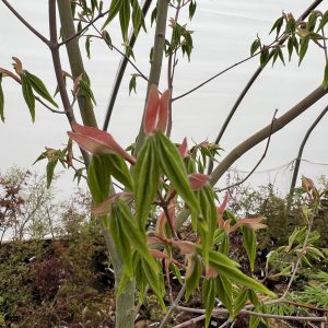 Acer Pubipalmatum 1