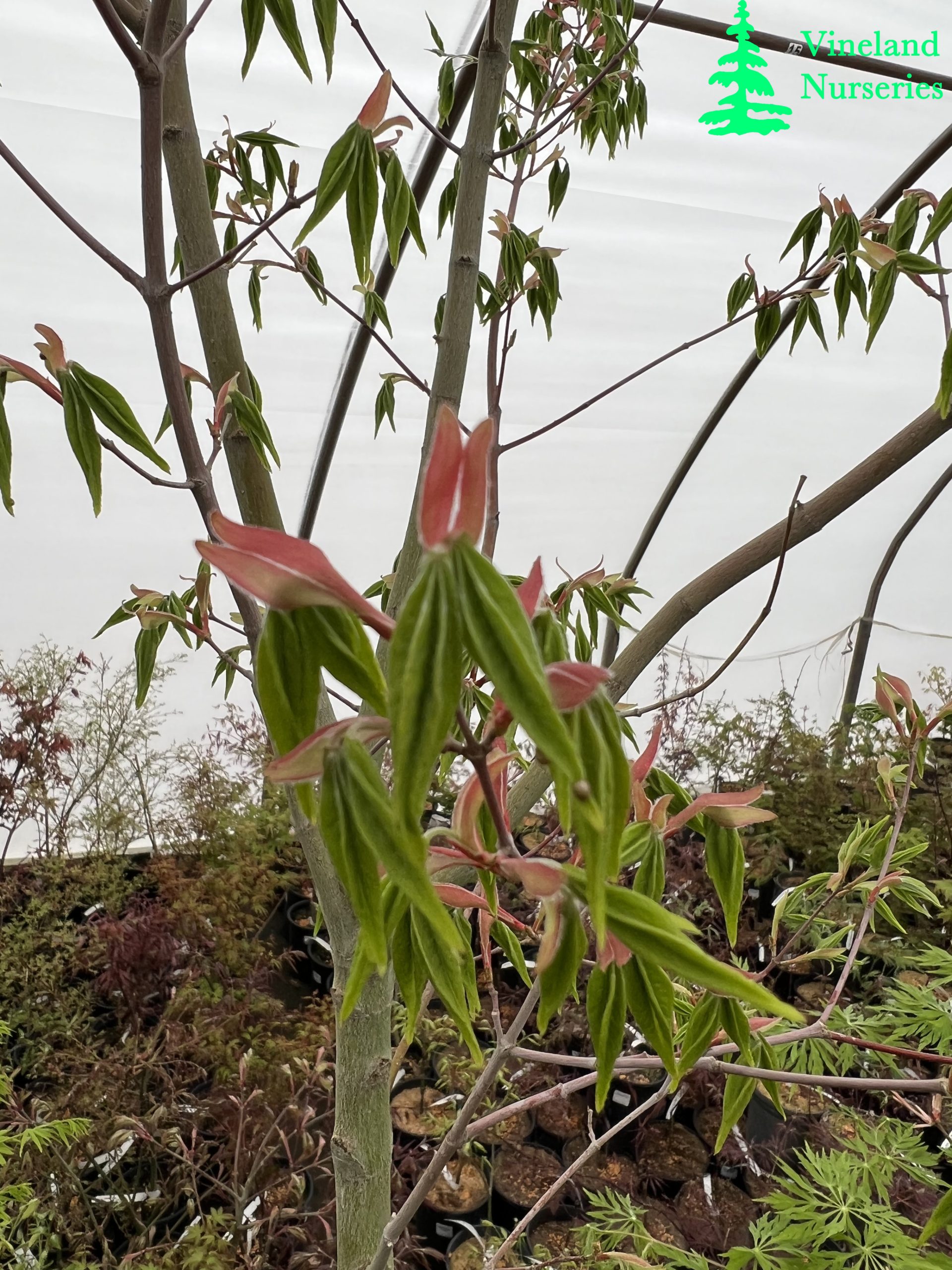 Acer Pubipalmatum 1