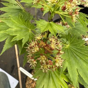Acer Shirasawanum Red Wing