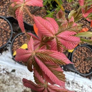 Aesculus Turbinata Marble Chip