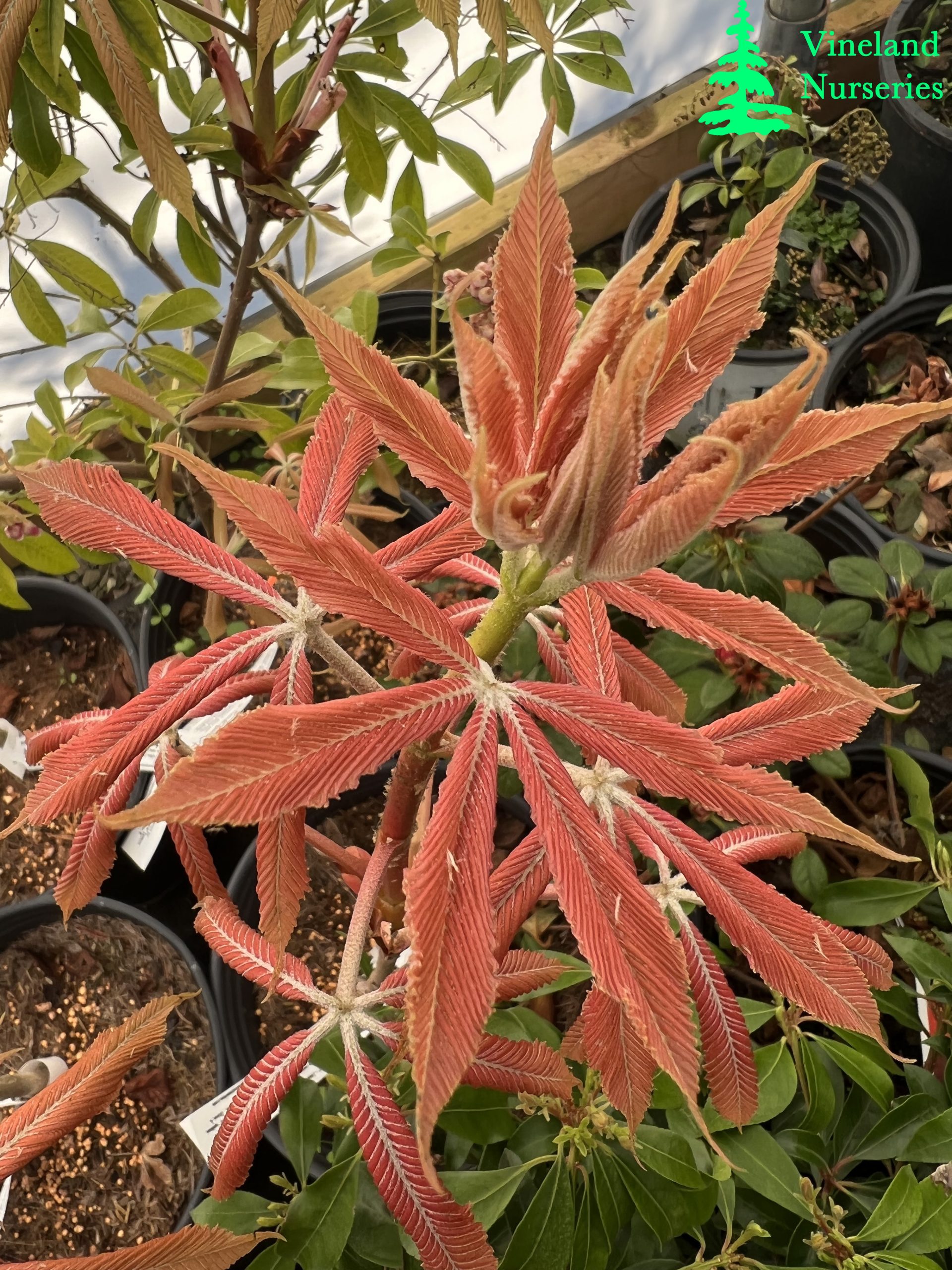 Aesculus X Neglecta Erythroblastos 1