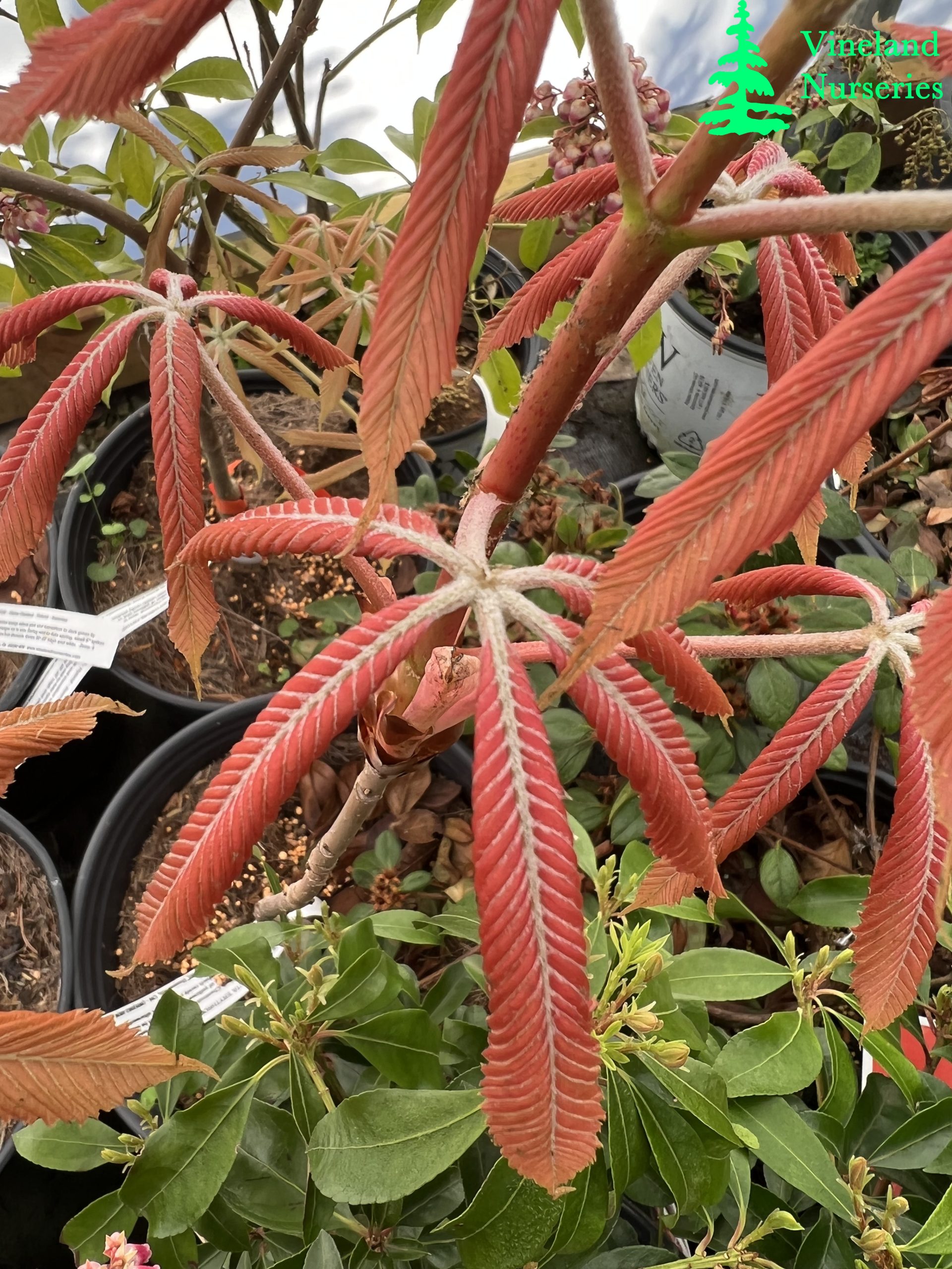 Aesculus X Neglecta Erythroblastos 2